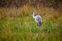 Wattled Crane (Grus carunculata)
