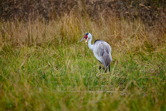Wattled Crane (Grus carunculata)