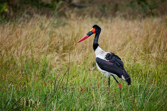 saddle-billed stork Ephippiorhynchus senegalensis)