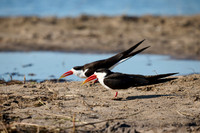 African skimmer (Rynchops flavirostris)