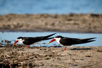 African skimmer (Rynchops flavirostris)