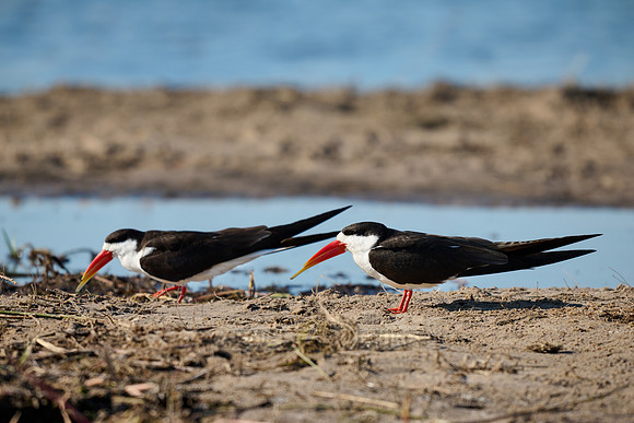 African skimmer (Rynchops flavirostris)