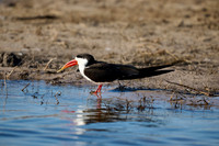 African skimmer (Rynchops flavirostris)
