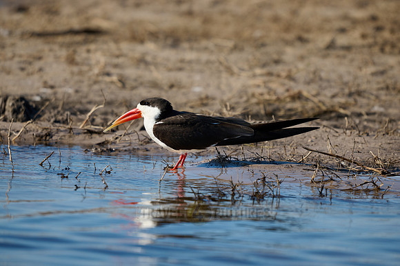 African skimmer (Rynchops flavirostris)
