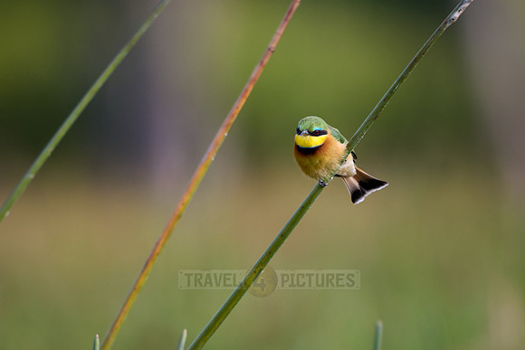 little bee-eater (Merops pusillus)
