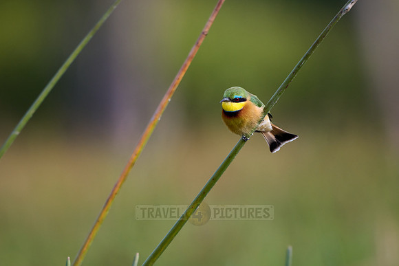 little bee-eater (Merops pusillus)
