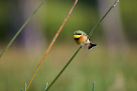 little bee-eater (Merops pusillus)