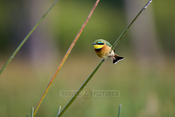 little bee-eater (Merops pusillus)