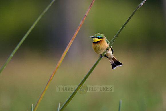little bee-eater (Merops pusillus)