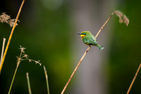 little bee-eater (Merops pusillus)