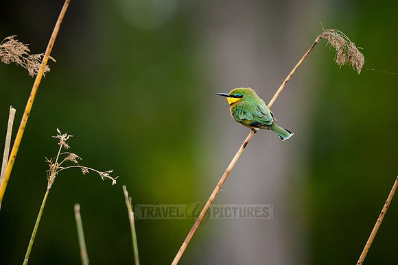 little bee-eater (Merops pusillus)
