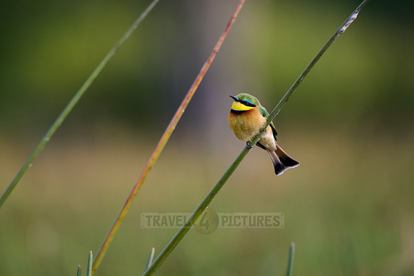 little bee-eater (Merops pusillus)