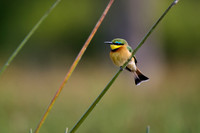 little bee-eater (Merops pusillus)