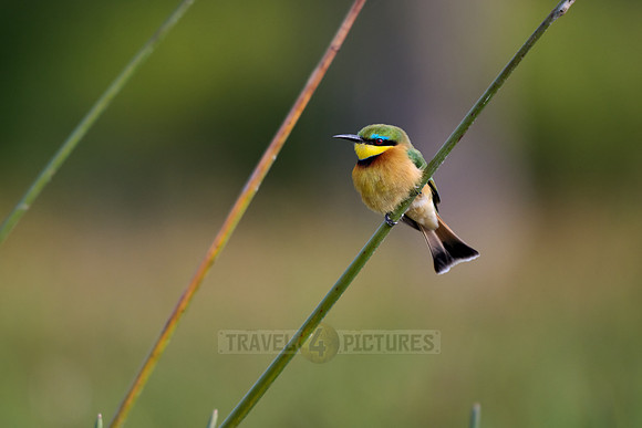 little bee-eater (Merops pusillus)