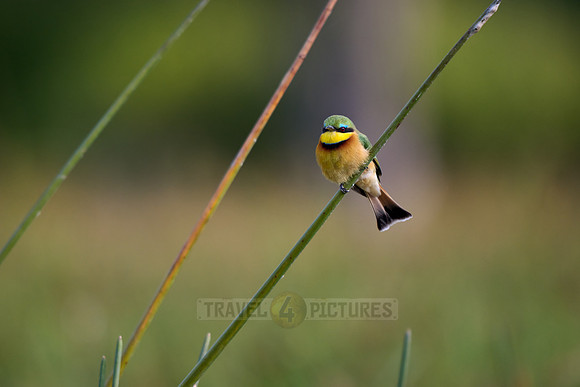 little bee-eater (Merops pusillus)