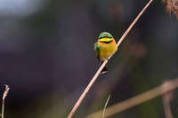 little bee-eater (Merops pusillus)