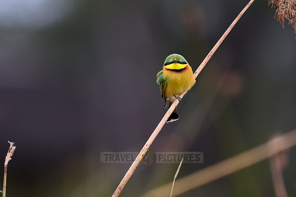 little bee-eater (Merops pusillus)