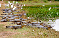 huge group yacare caiman