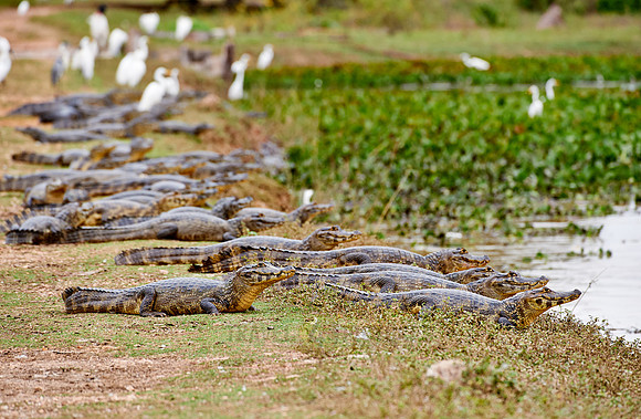 huge group yacare caiman