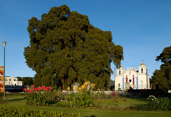 Arbol del Tule and church SANTA MARIA DEL TULE