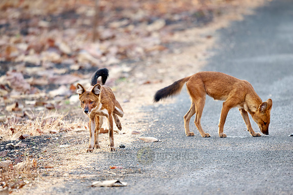 pack of dhole (Cuon alpinus) or indian wild dog