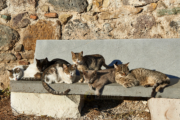 group of cats sitting  at Medieval fortress