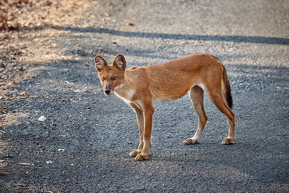 dhole (Cuon alpinus) or indian wild dog