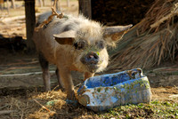 funny domestic pig in a village near Lake Inle