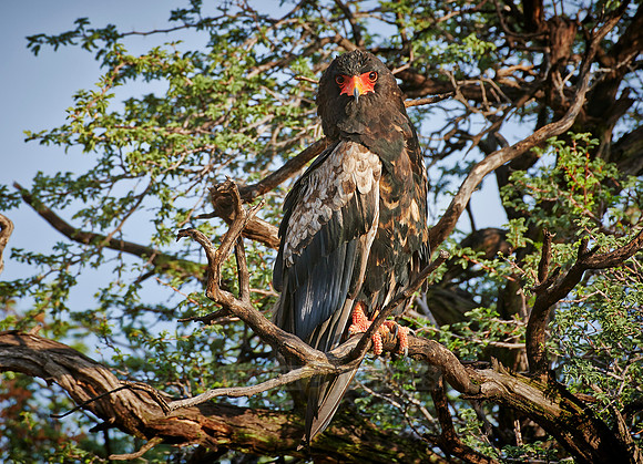 Gaukler Adler, Terathopius ecaudatus |Bateleur eagle, Terathopius ecaudatus|