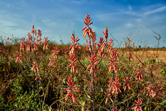blooming red Aloe Vera