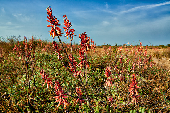 blooming red Aloe Vera