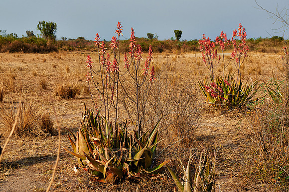 blooming red Aloe Vera