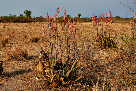 blooming red Aloe Vera