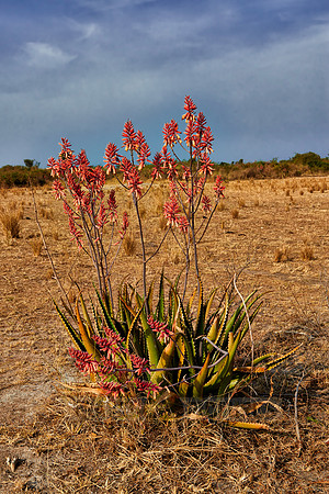 blooming red Aloe Vera