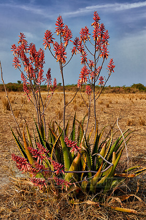 blooming red Aloe Vera