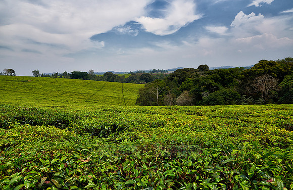 tee plantation at border to Kibale National Park