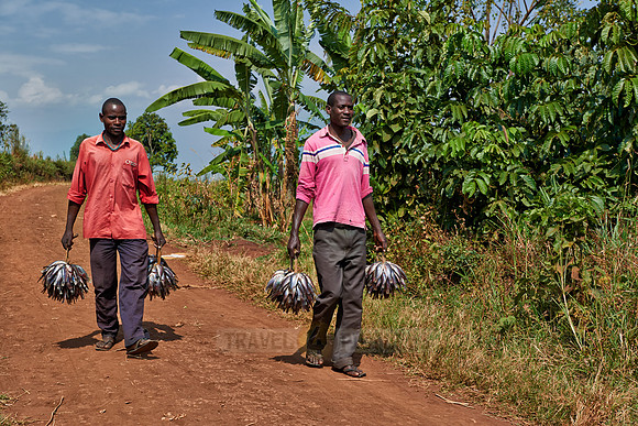 fishermen bringing their catch home