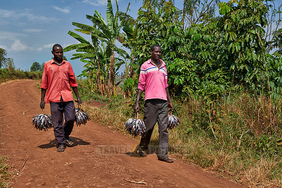fishermen bringing their catch home
