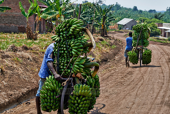 banana bike
