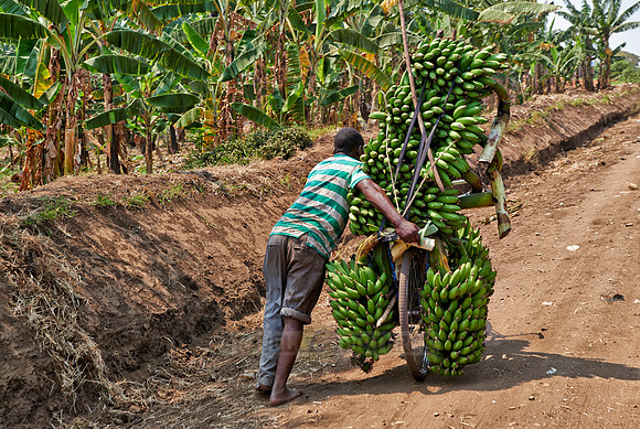 banana bike