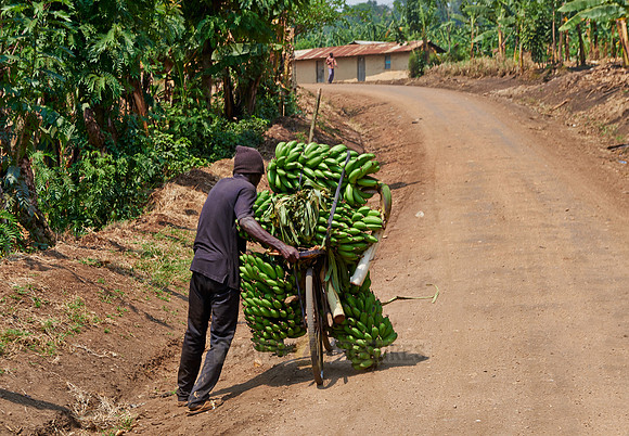 banana bike
