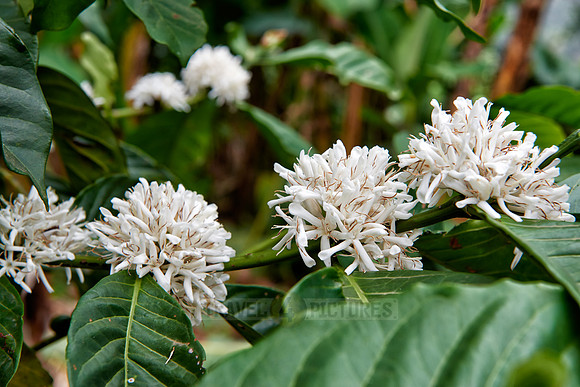 blooming Coffee Plant