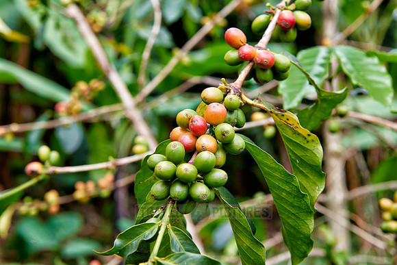 fruits of Coffee Plant