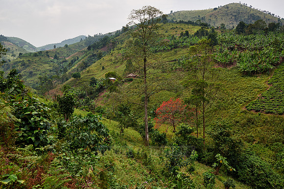 Hills with fields near Bwindi Impenetrable National Park