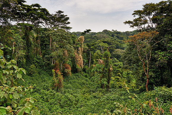rain forest