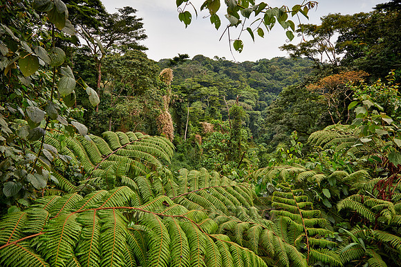 rain forest