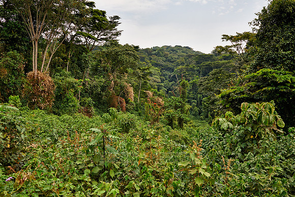 rain forest