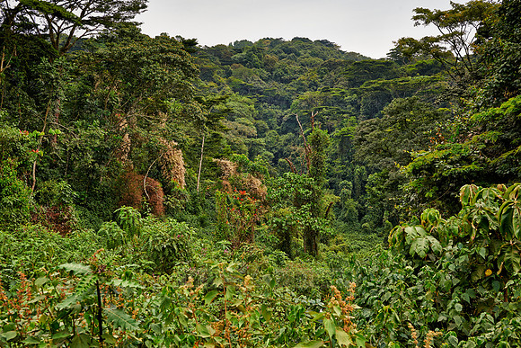 rain forest