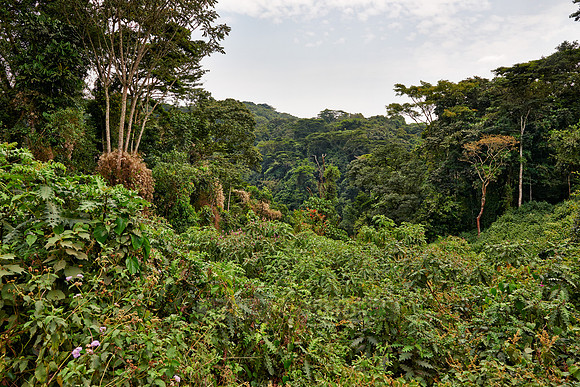 rain forest