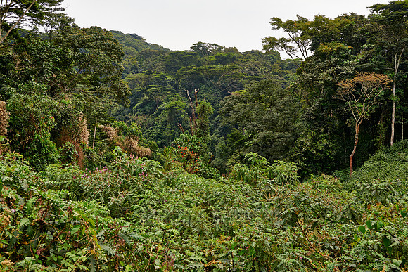 rain forest